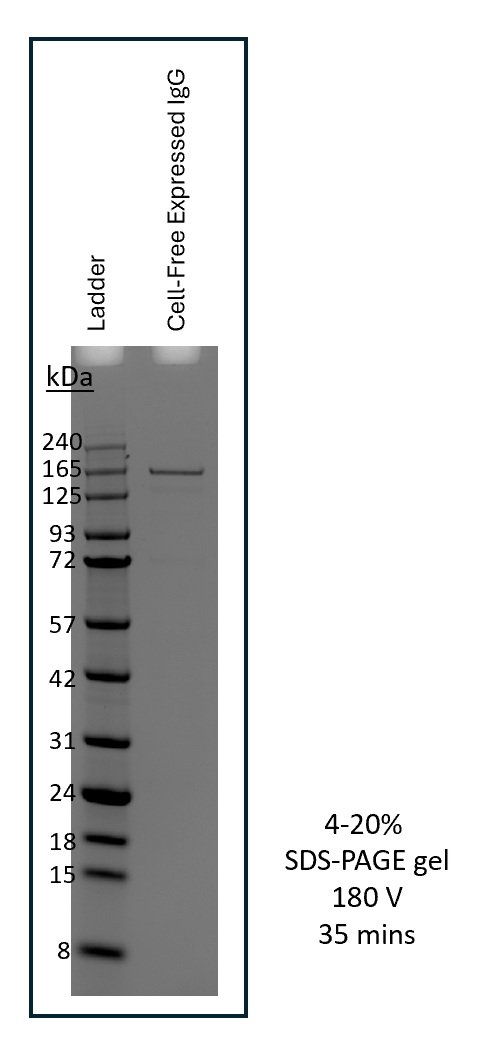 SDS-PAGE gel showing antibody expression