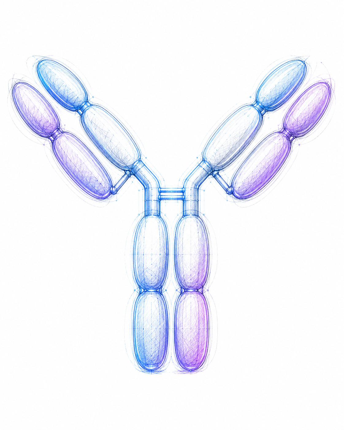 Illustration of a full-length antibody